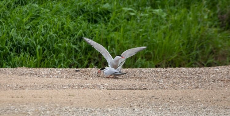 Cr&eacute;ation de la LPO Centre-Val de Loire : Appel &agrave; l&rsquo;engagement pour la biodiversit&eacute; !